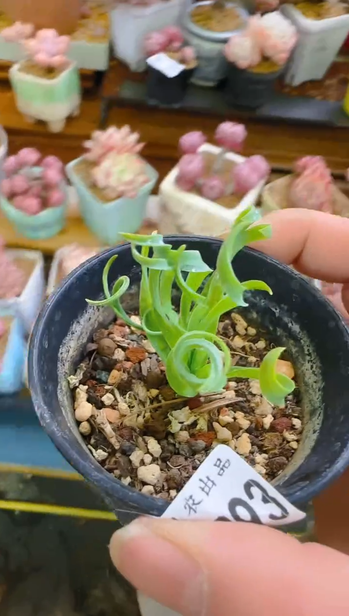 【闪购商品】福—393—仙农（弹簧草）