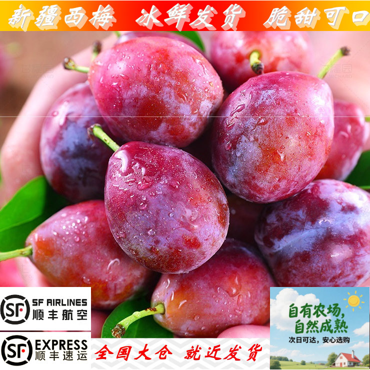 新疆喀什应季鲜果纯正法兰西西梅冰鲜发货顺丰包邮脆甜可口多汁