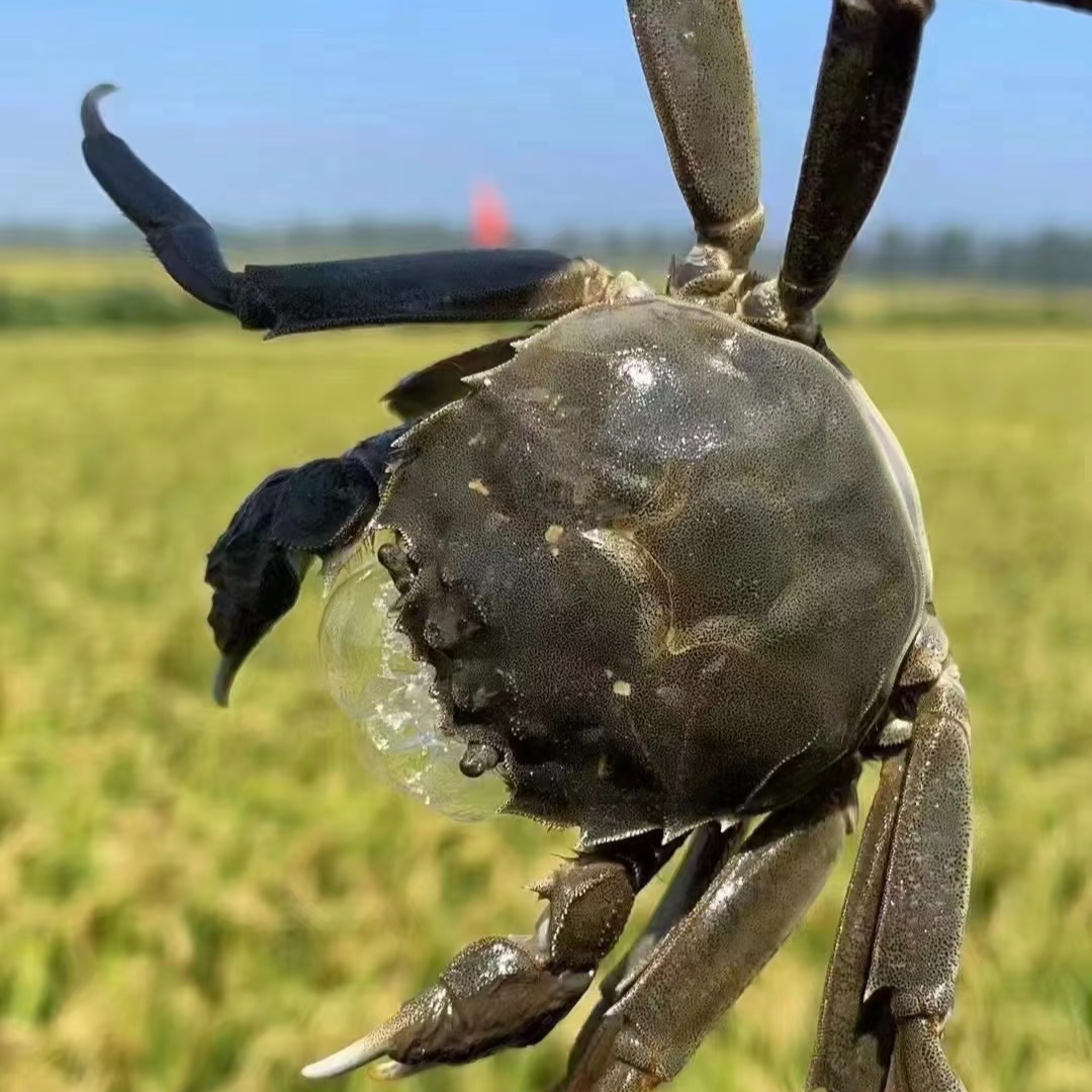 【1.8-19】阿勒泰公一公斤10-12只顺丰包邮到家