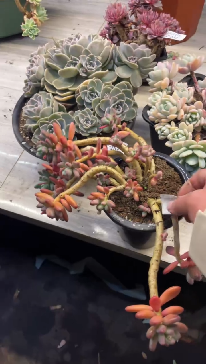 【闪购商品】2-166苹果奶