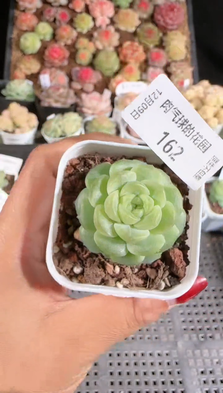 1209-162无尽灯多肉群生不包整