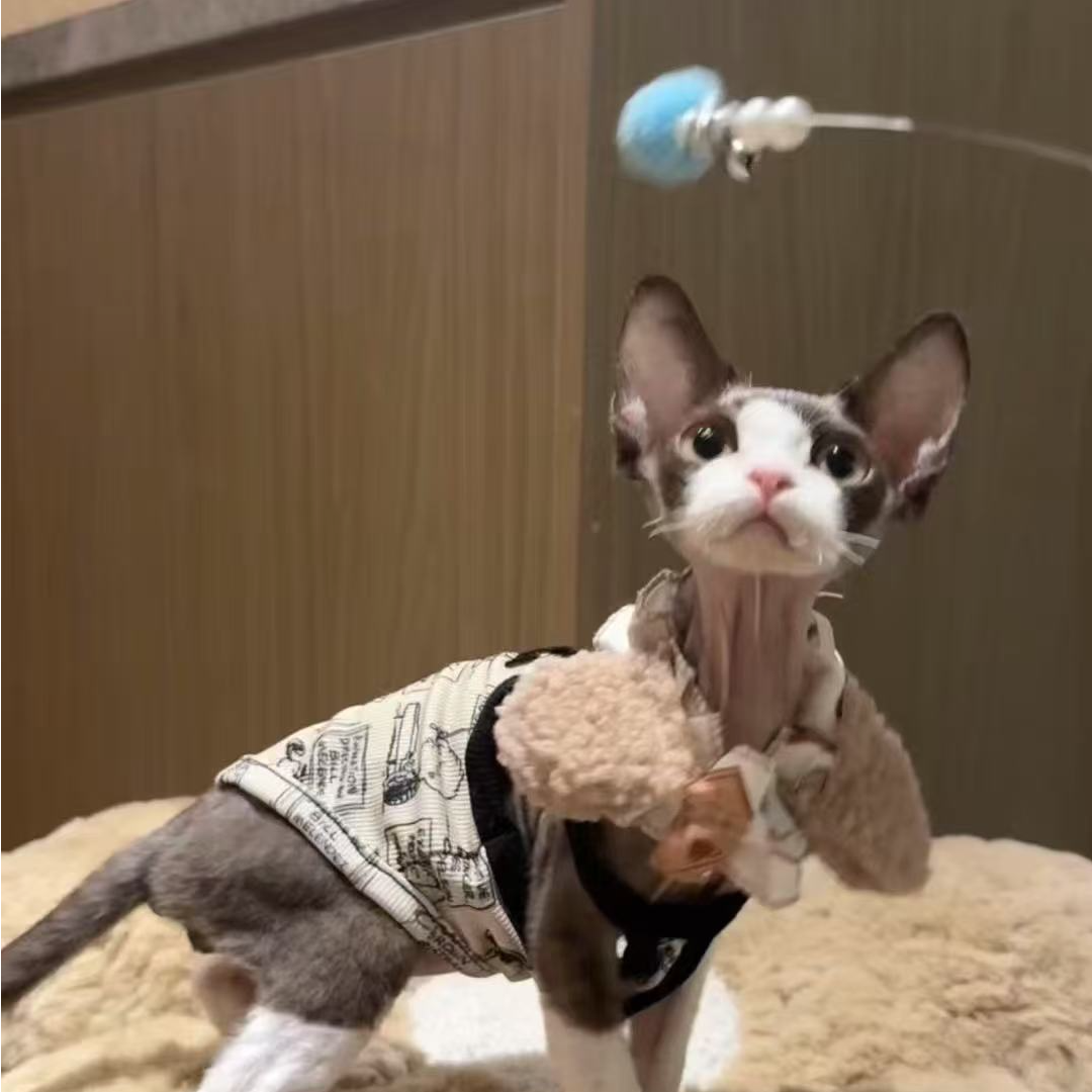 彩虹家德文卷毛猫 咖白开脸弟弟5800