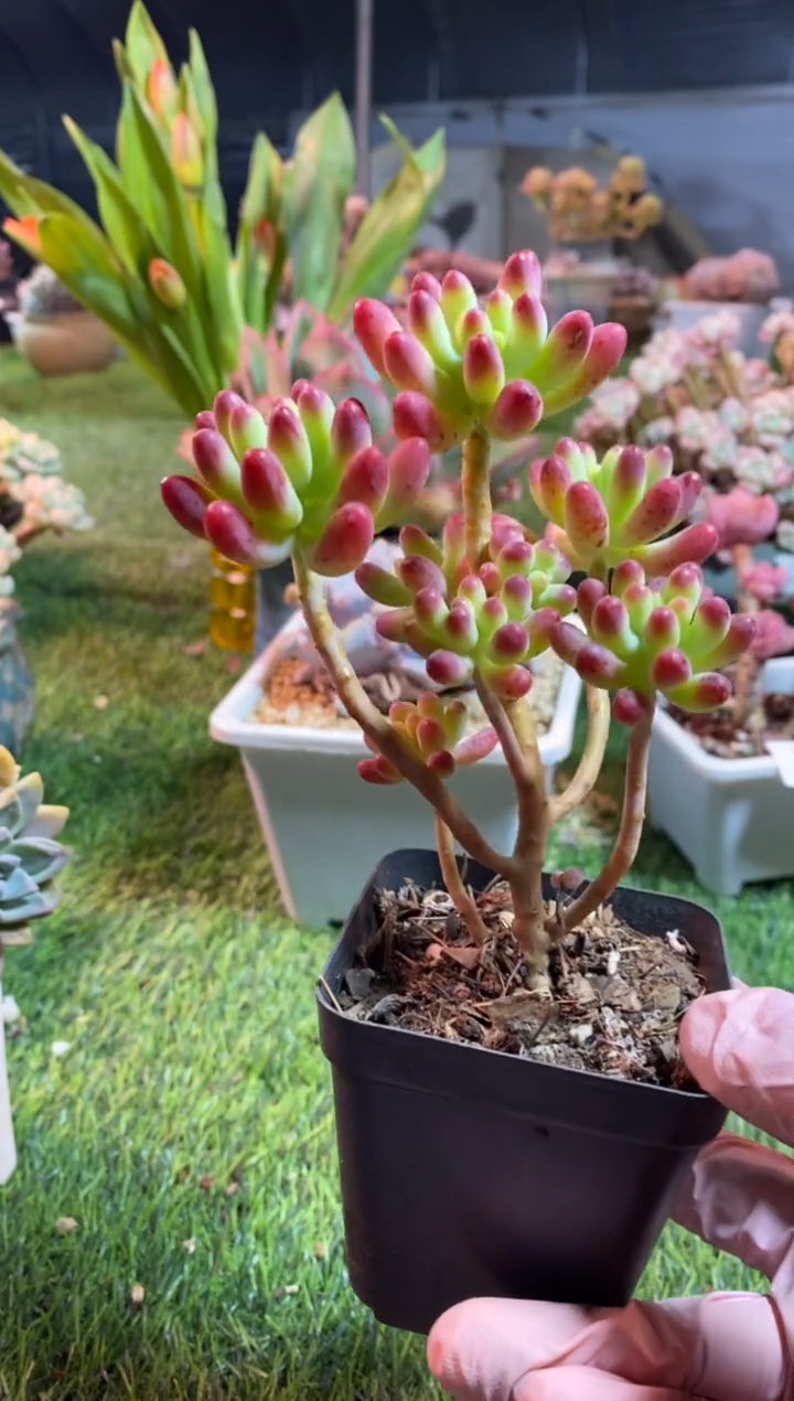 【闪购商品】0436a