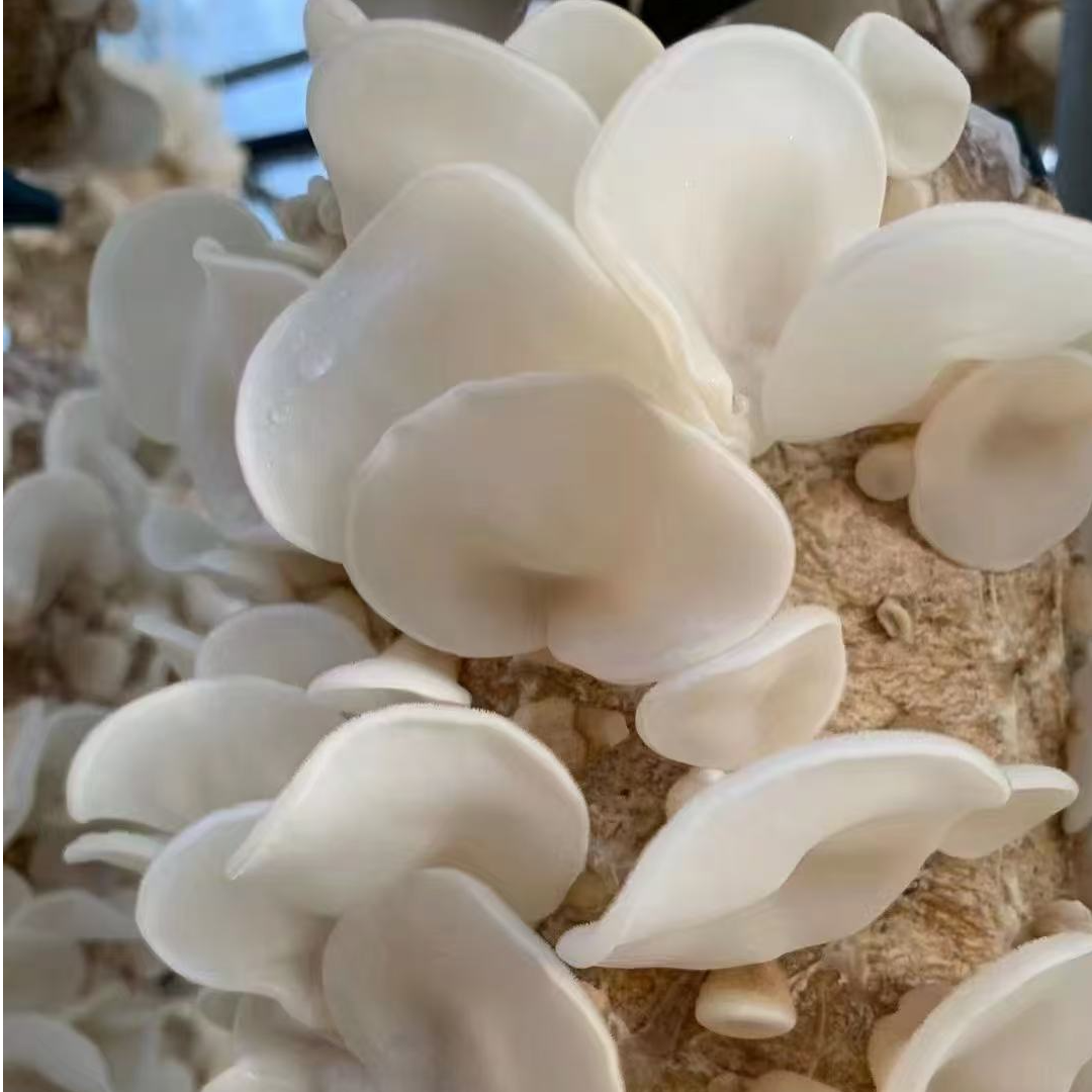 白木耳头茬无根无沙肉厚脆嫩适合炒菜凉拌