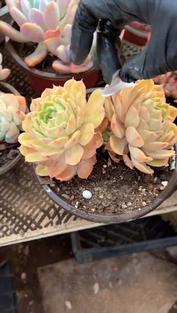 ?***饭多肉植物一物一拍22359