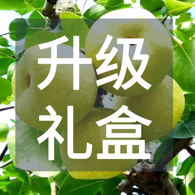 【新人福利】山西特产4.5斤25年新果同川酥梨