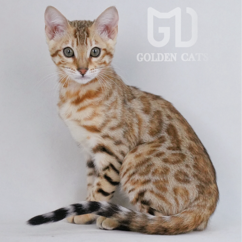 稀有亮金色小豹子干净得一塌糊涂的宠物级弟弟 黎明