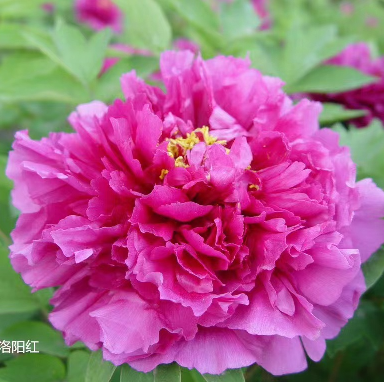 洛阳红【年宵花春节开花】盆栽牡丹