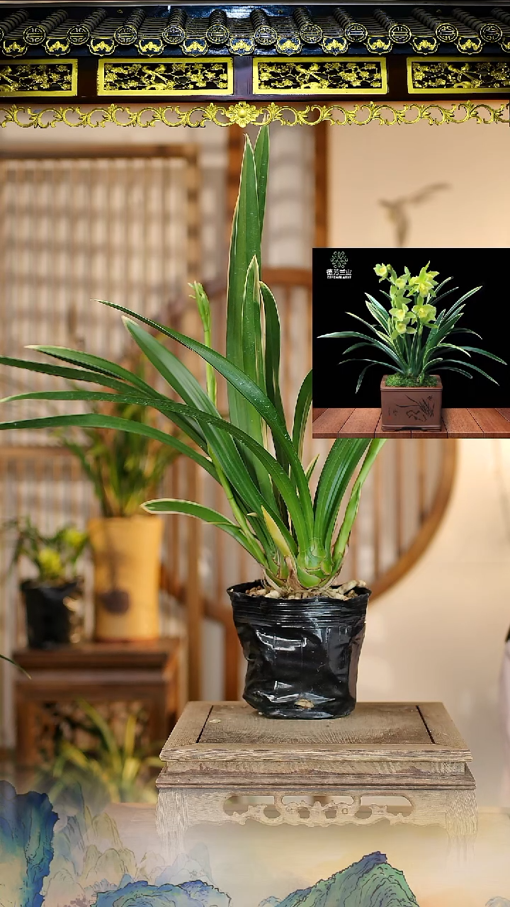 全部花苞金如意2花