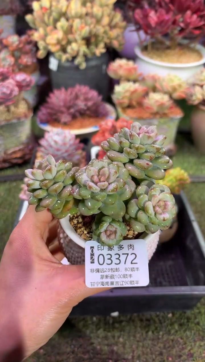 【闪购商品】03372带盆