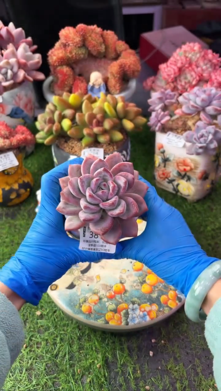 昆明印象多肉3818