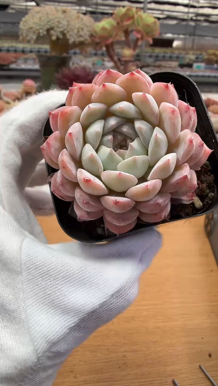 东云多肉园二店-126