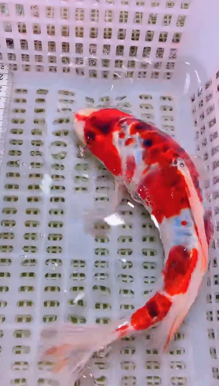 锦鲤冷水观赏鱼全场包邮173