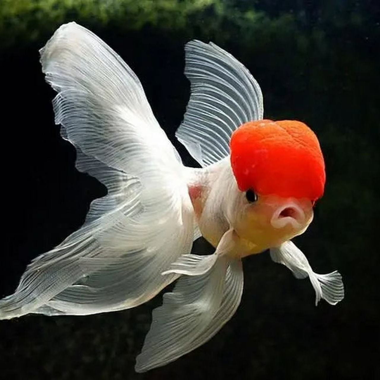 观赏鱼冷水国粹大金鱼7—10CM