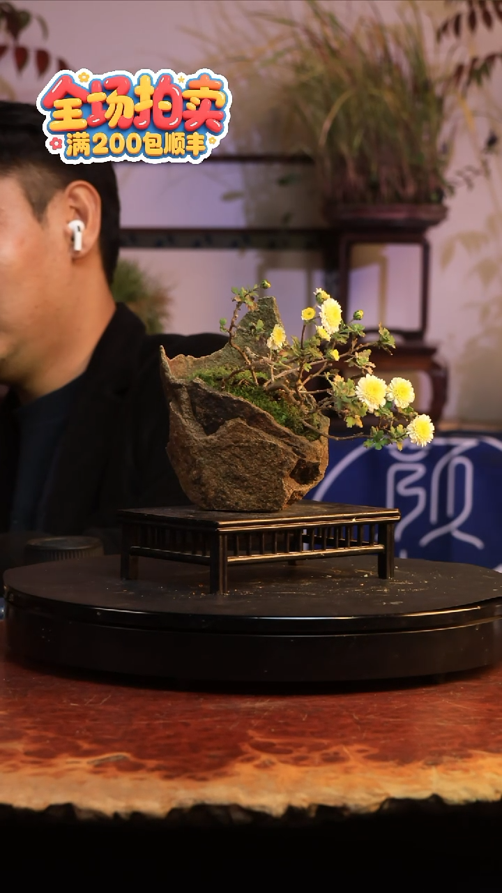 完全开放H13草本植物 不包邮