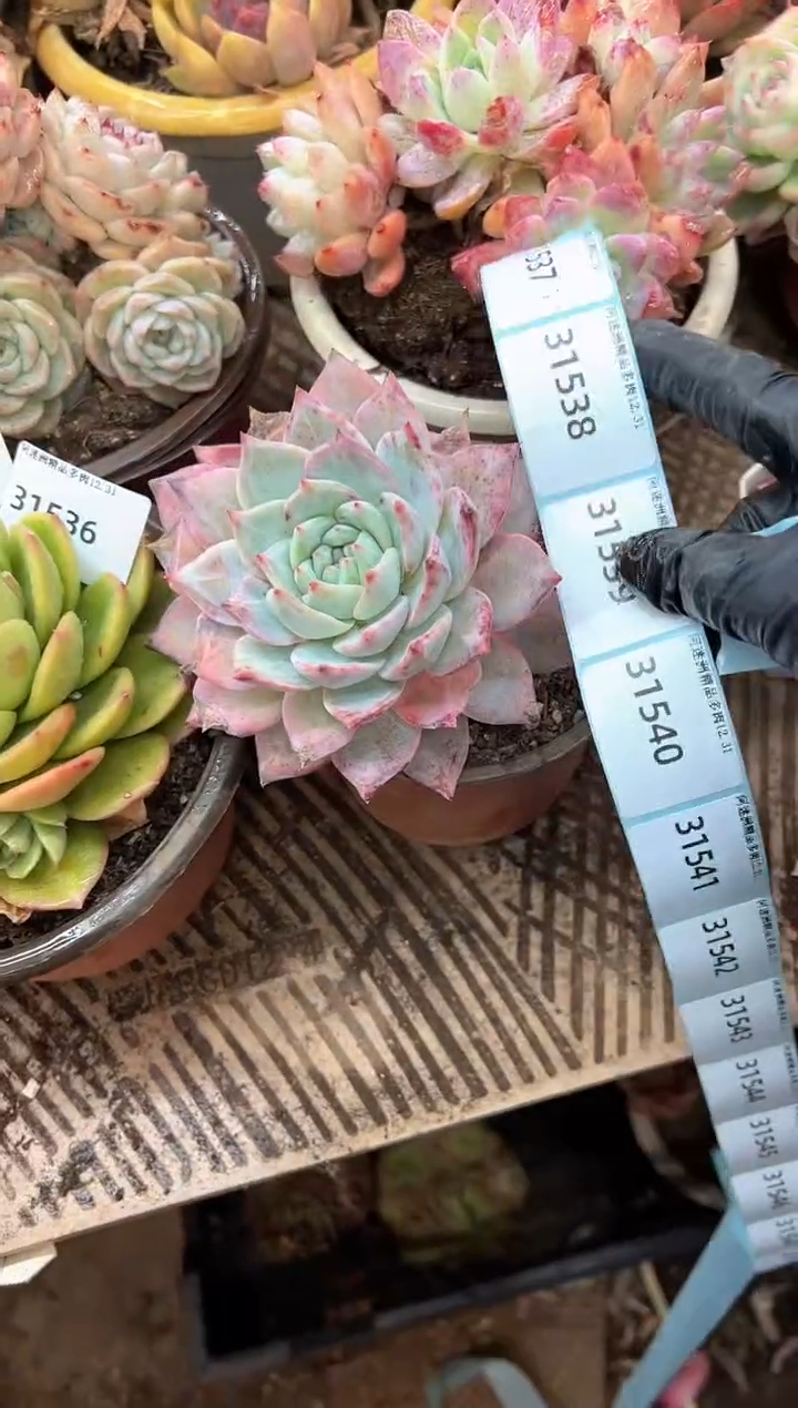 多肉植物一物一拍31536-543