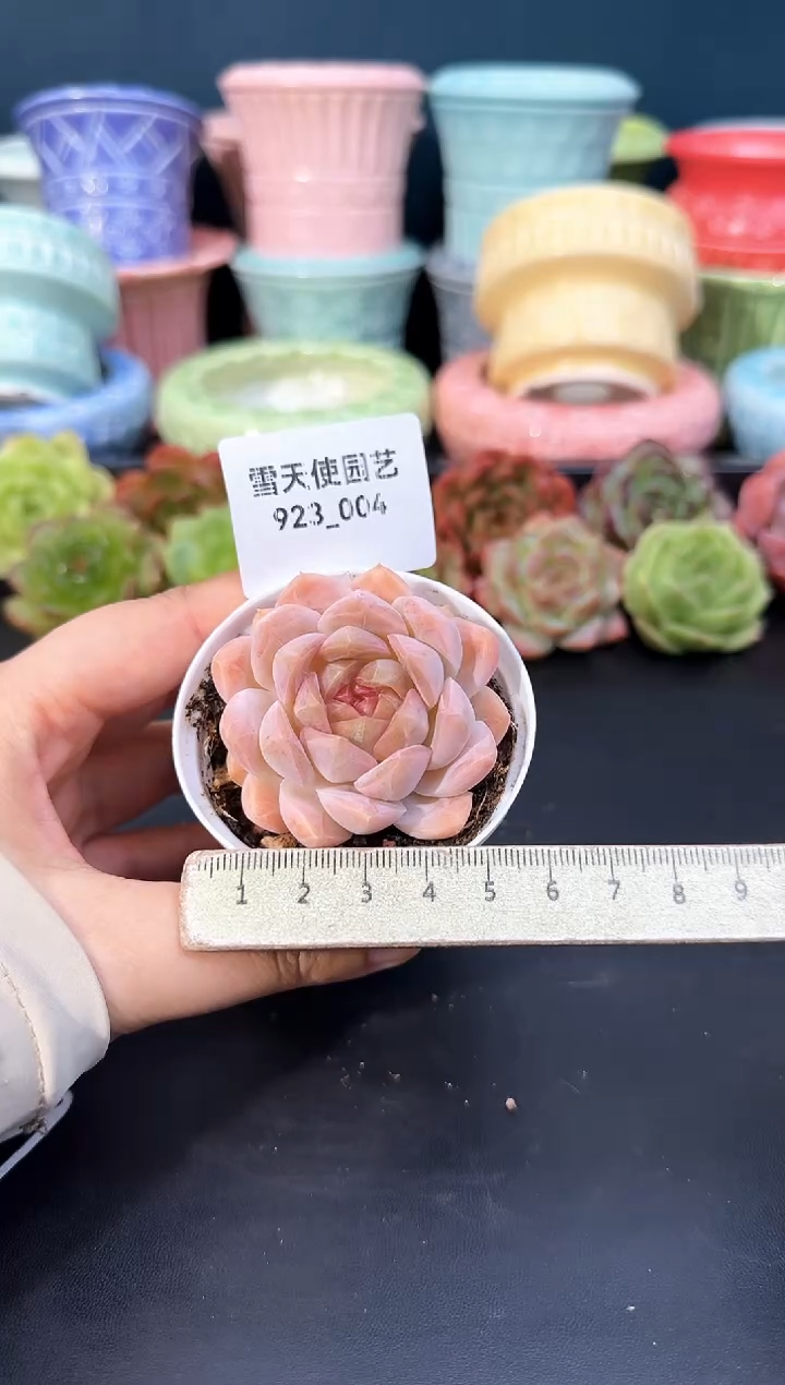 923-004青山（冠幅5cm）