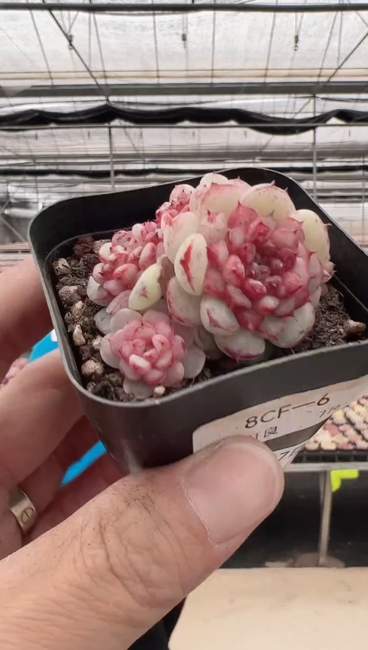 【闪购商品】晶绒露-8