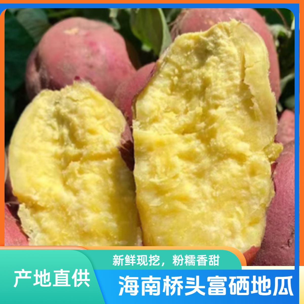 正宗海南桥头地瓜 富硒地种植