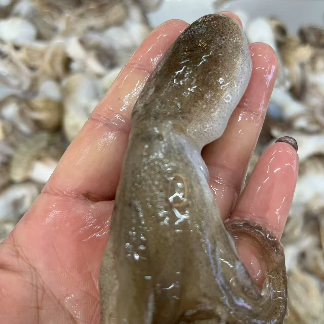 通货八带保鲜不包活25一斤