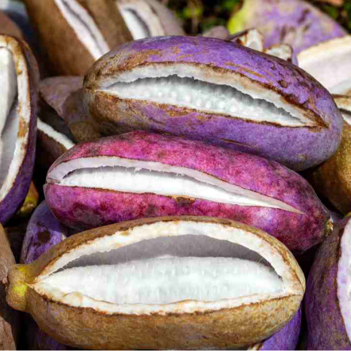 中秋狂欢贵州新鲜八月瓜基地现摘当季新奇异果软糯香甜水果八月炸