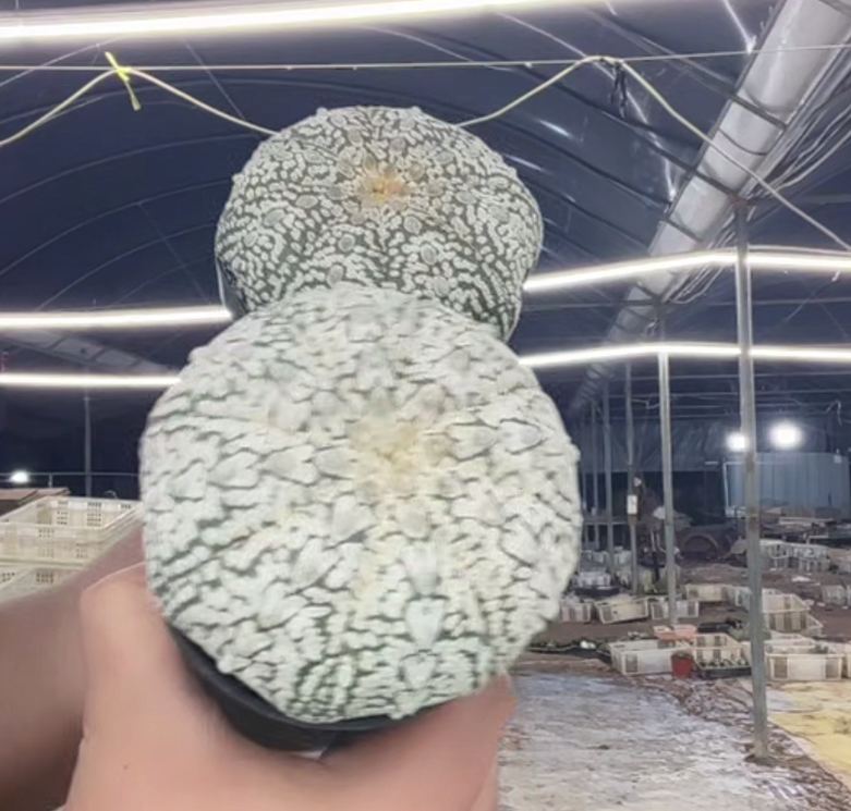 二妹园艺【 1颗  浓白超兜   实生根 】带盆土随机发货