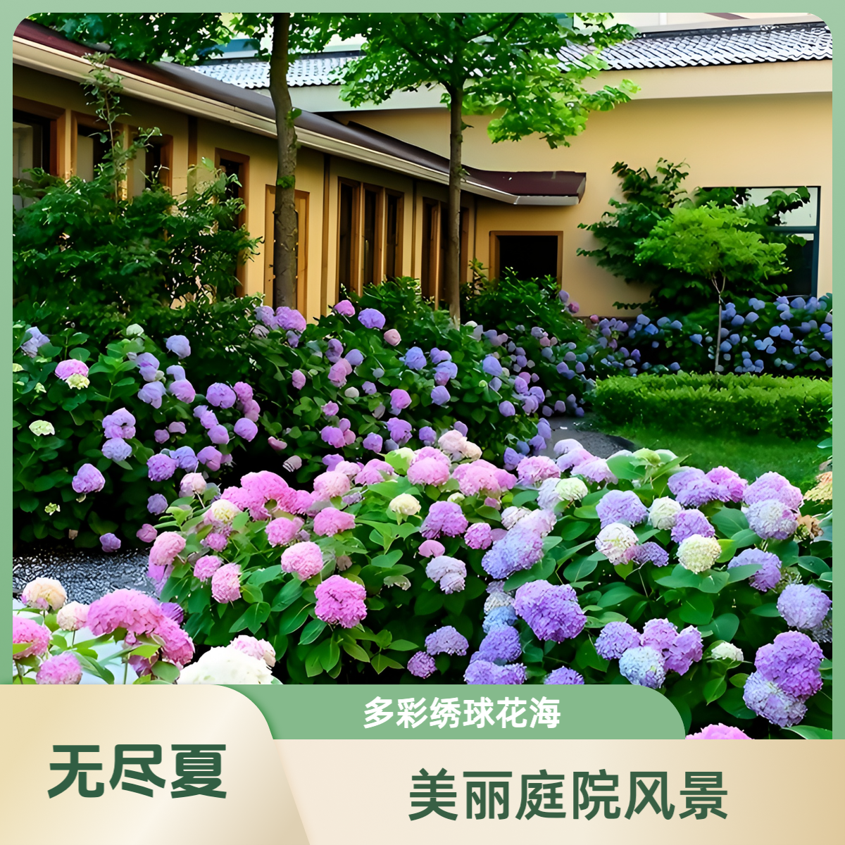 【变色大师无尽夏】带盆带土 四季开花植物 室内 阳台 庭院 易养活