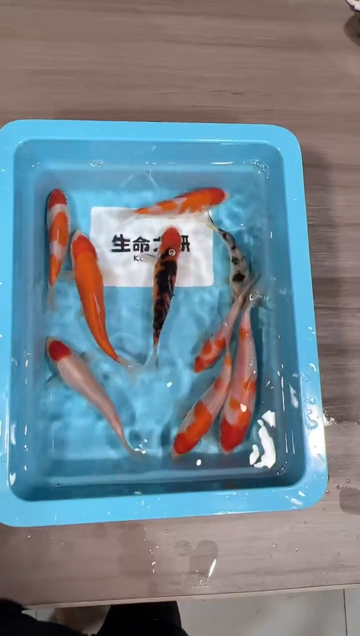 锦鲤坂井血统小当岁