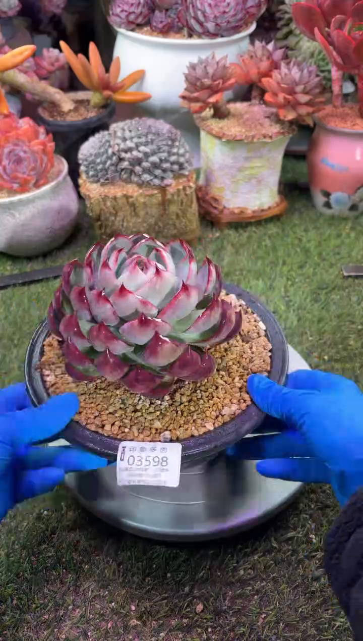 【闪购商品】03598