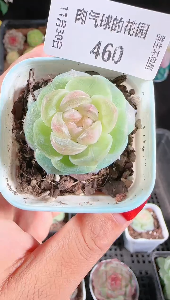 1130-460星月多肉群生不包整