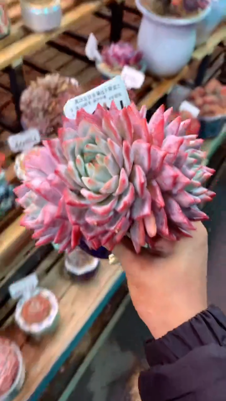 419 U（一物一拍，精品多肉，w所见即所得 ）
