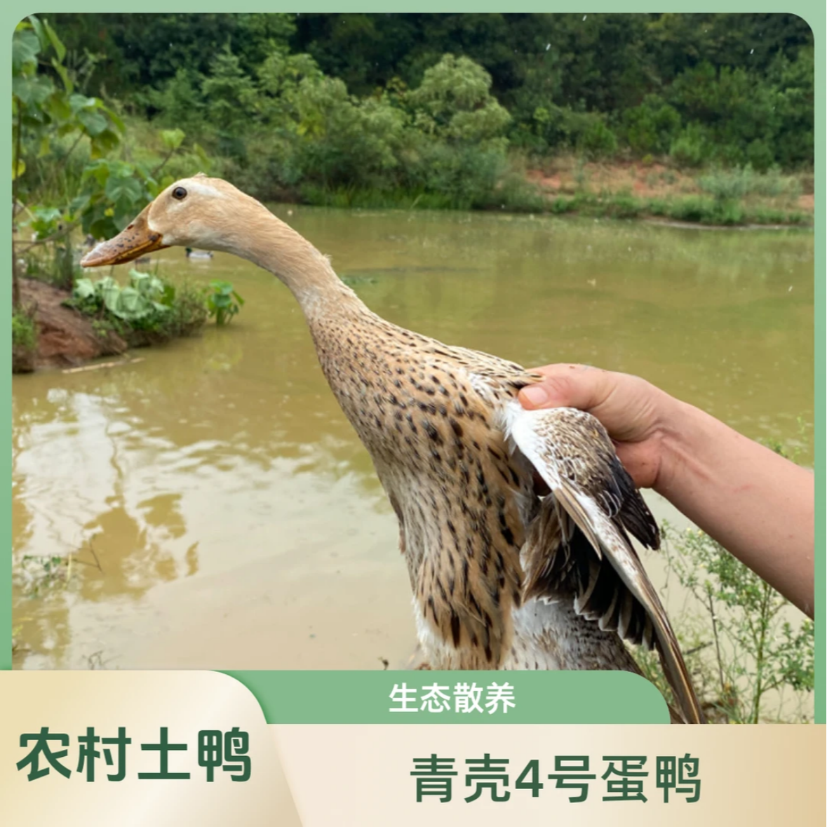 【琮星】农家散养1年高产蛋鸭母鸭顺丰包邮