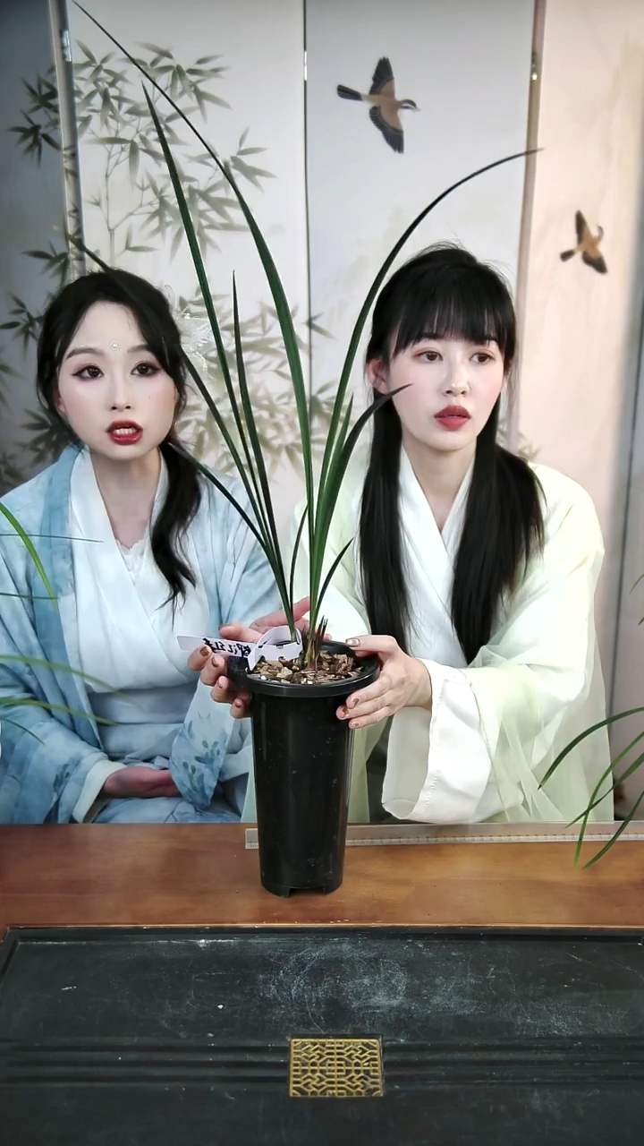 无花朵春剑都江红素带盆发直播间所见即所得