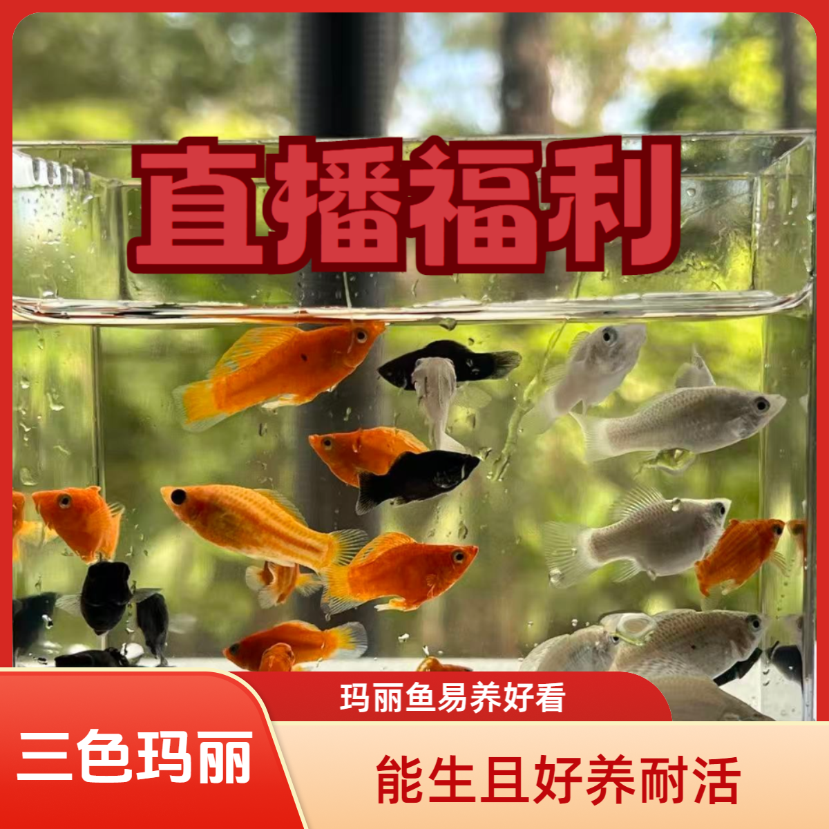 玛丽球鱼胎生直接下小鱼新手好养小型观赏鱼可混养