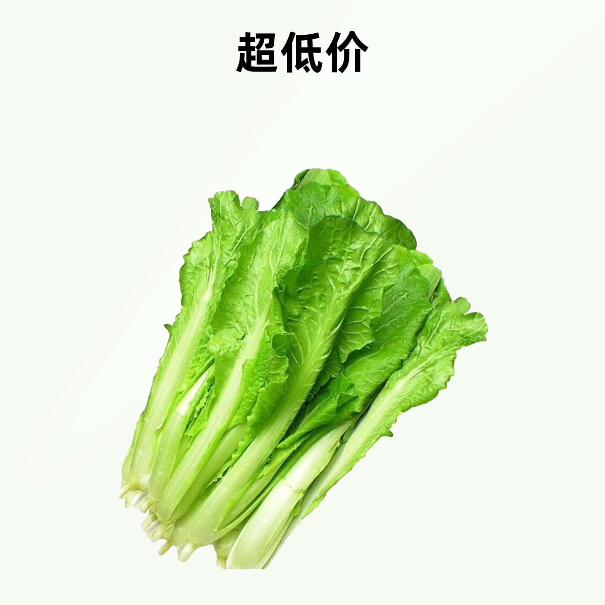 精品小白菜约370±30g【好东西】