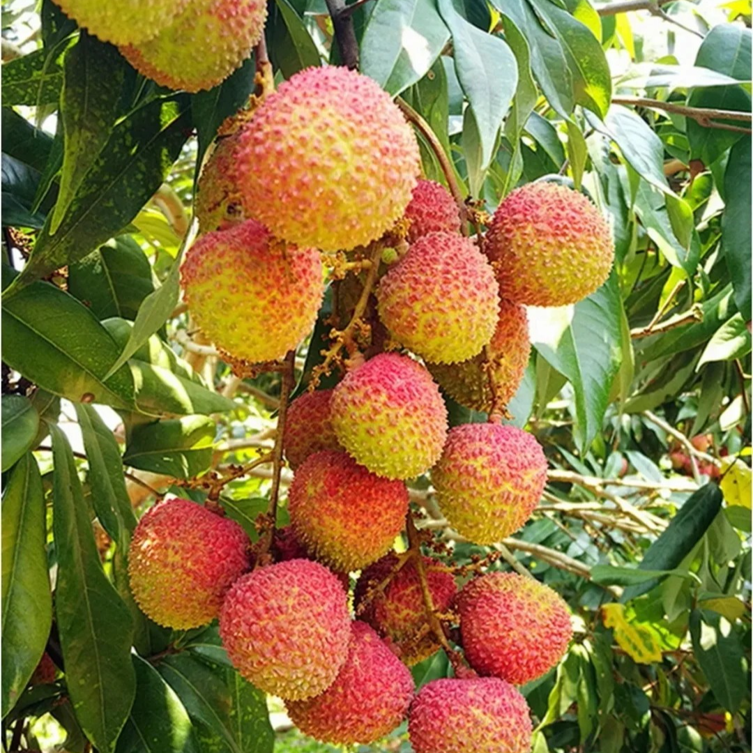 【现货｜明日必达】广东妃子笑荔枝 新鲜荔枝果园现摘 单果20g+ 精品大果 包邮全国仓发 坏果包赔/不正宗包赔