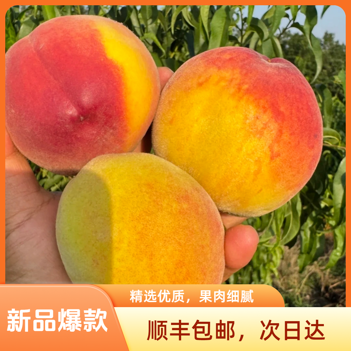 【红星天天甄选】湖北露天黄桃【顺丰包邮次日达】5斤湖北省