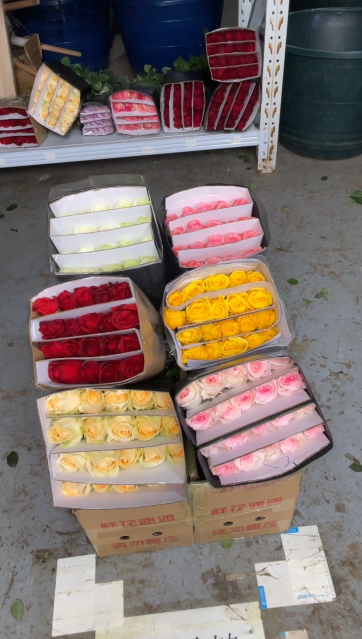 单头玫瑰60枝（任意3个品种）