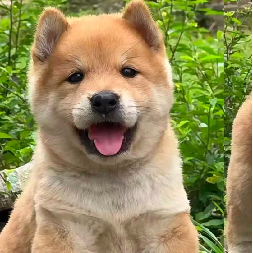 【可乐蒙广西田园犬】 狗狗宠物链接~