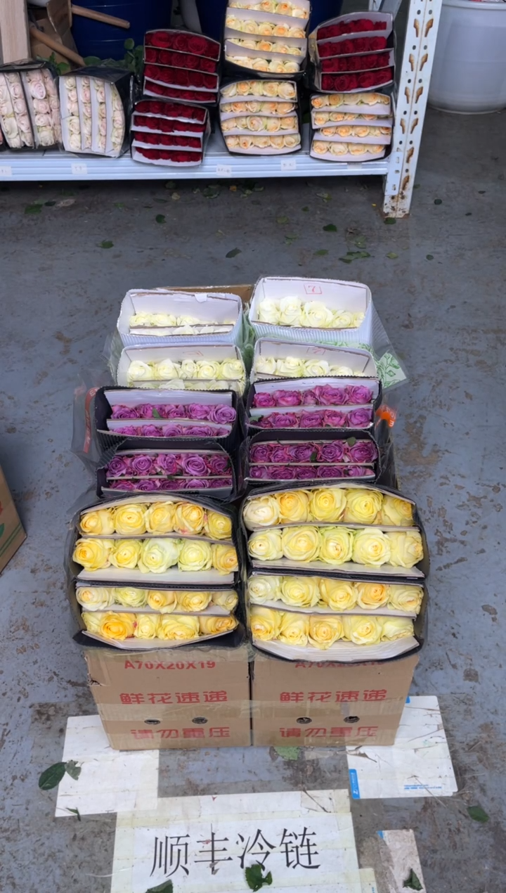 奶油杯20枝+紫霞20枝+骄傲20枝