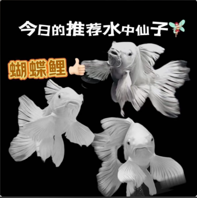 精品蝴蝶鲤台系白色普身观赏鱼10-13厘米