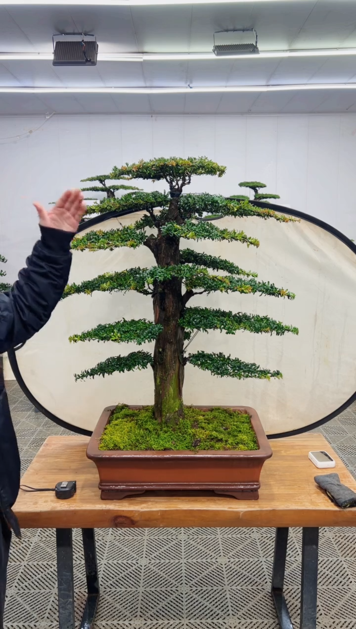 无花朵造型盆景一物一拍