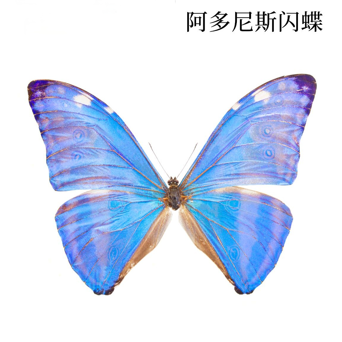 安东尼斯闪蝶 A1蝴蝶标本装饰画流氓叙事缪宏谟剧本杀伴手礼