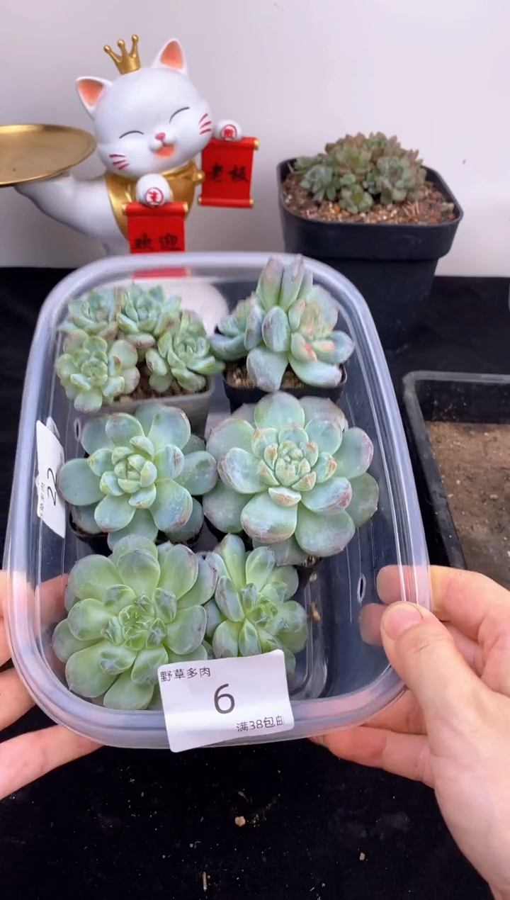 5棵一组一组包邮6号