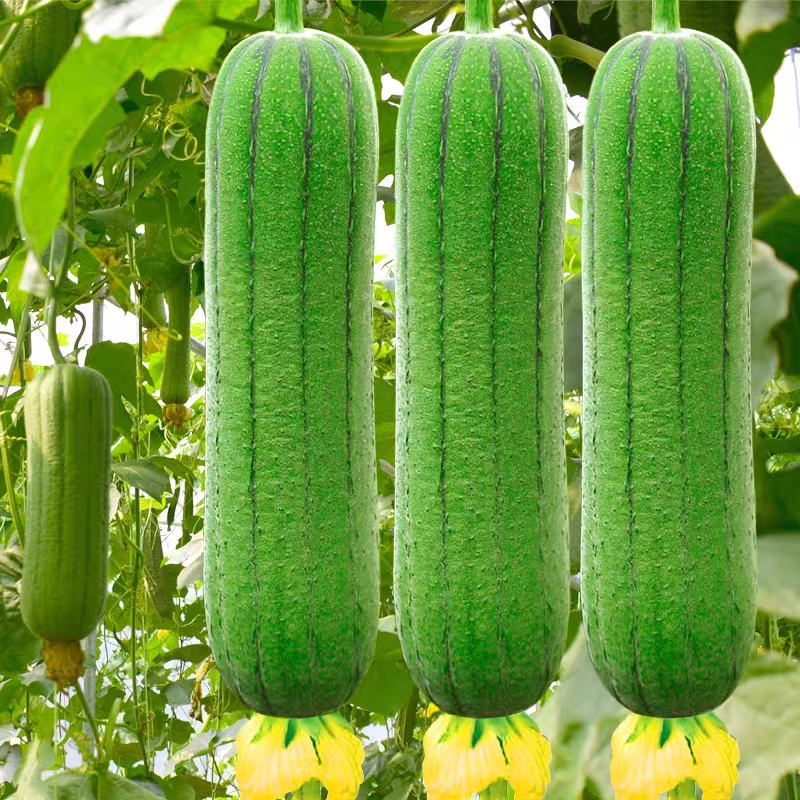 肉丝瓜种子高产早熟春播丝瓜种子短丝瓜种子阳台盆栽蔬菜种子四季