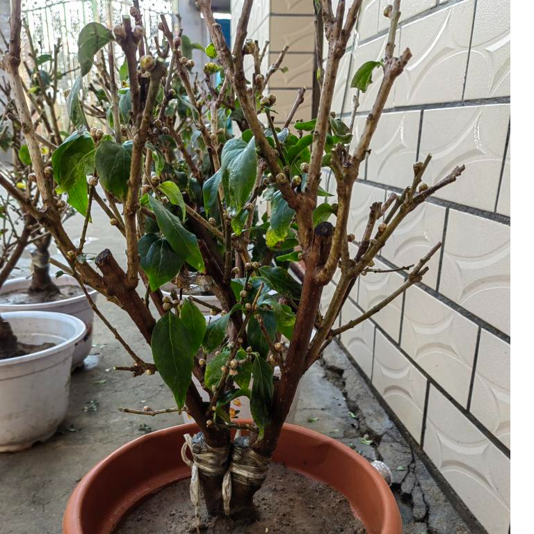 腊梅桩丶素心腊梅丶素心腊梅老桩冬季开花香