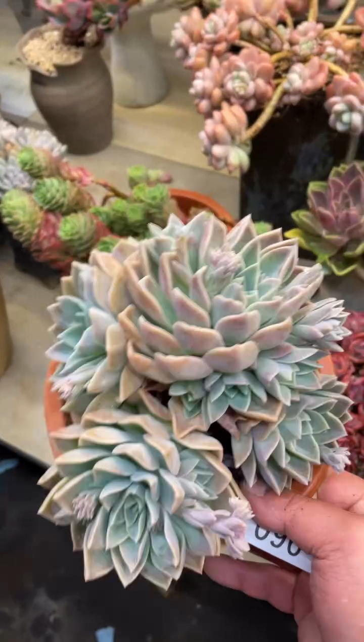 【闪购商品】90哈利