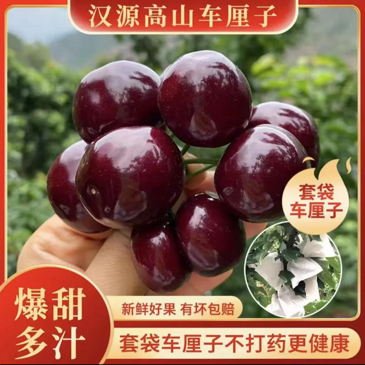 四川汉源套袋黑珍珠大樱桃2/4斤L黑珍珠大樱桃汶川车厘子黑珍珠樱桃