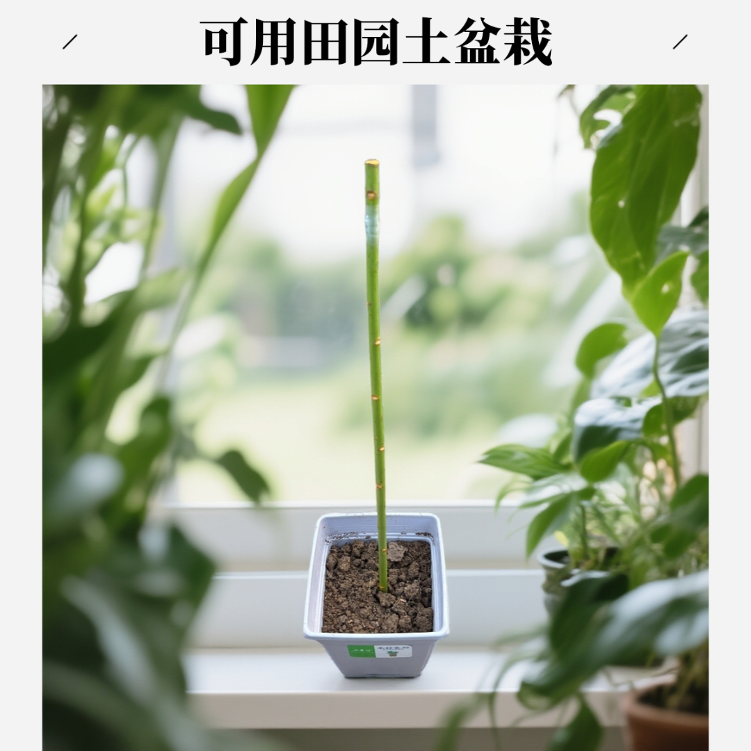 无刺蔷薇杆嫁接双色棒棒糖月季(一颗)—不包活
