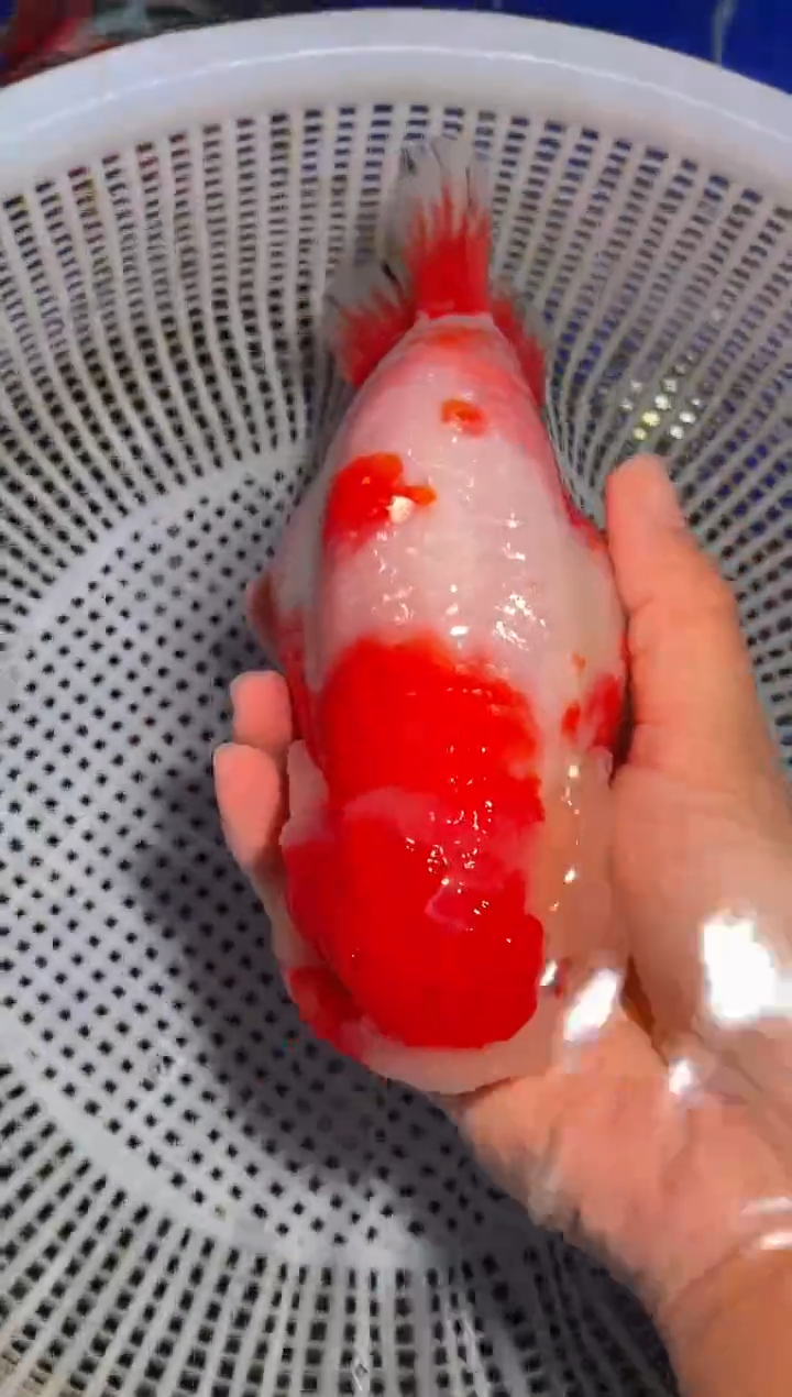 金鱼（运费到付，马印灯下展示）福州追鱼兰寿金鱼